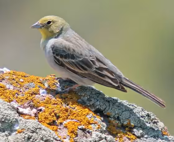 Dokumentasi Emberiza cineracea
