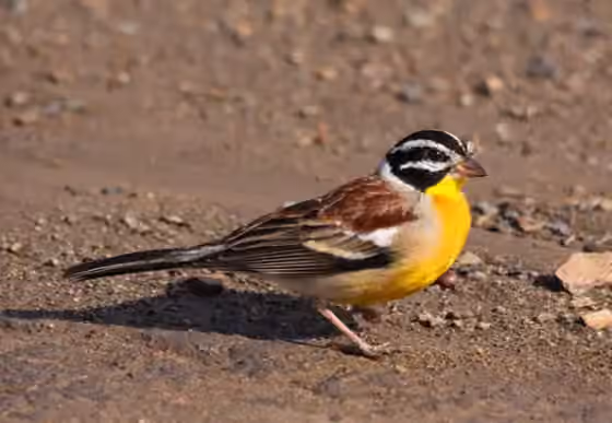 Dokumentasi Emberiza flaviventris