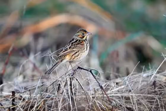 Dokumentasi Emberiza fucata
