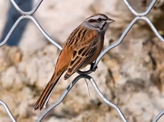 Dokumentasi Emberiza godlewskii
