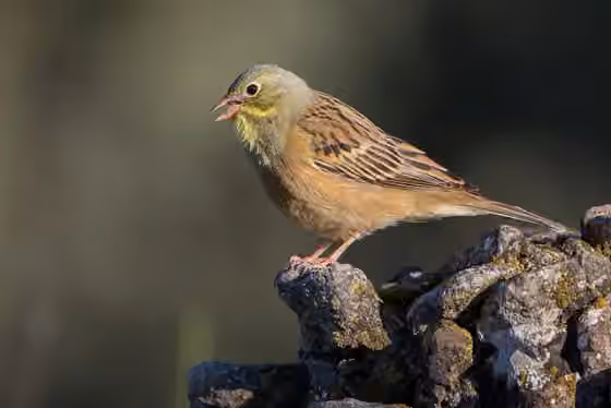 Dokumentasi Emberiza hortulana