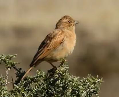 Dokumentasi Emberiza impetuani