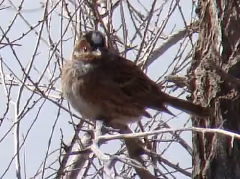Dokumentasi Emberiza leucocephalos