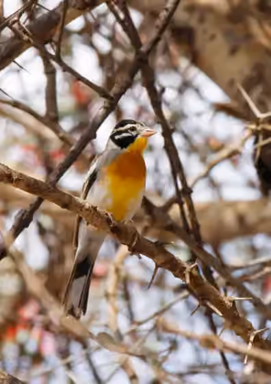 Dokumentasi Emberiza poliopleura