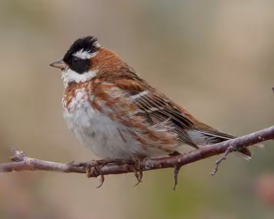 Dokumentasi Emberiza rustica