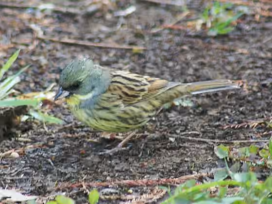 Dokumentasi Emberiza spodocephala