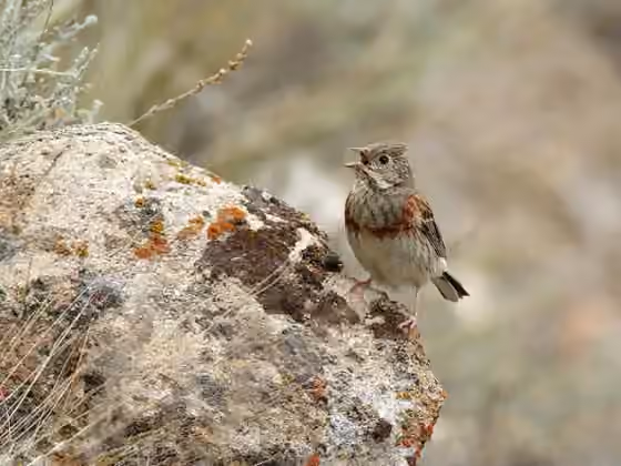 Dokumentasi Emberiza stewarti
