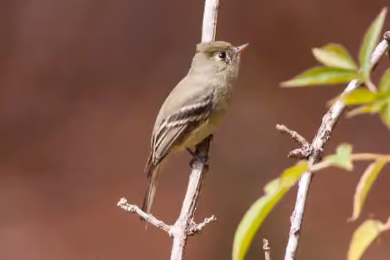 Dokumentasi Empidonax affinis