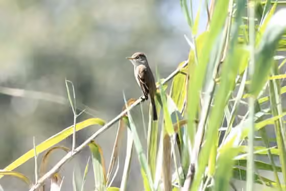 Dokumentasi Empidonax albigularis