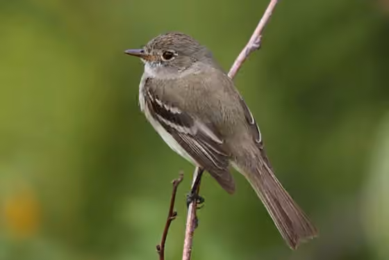 Dokumentasi Empidonax alnorum