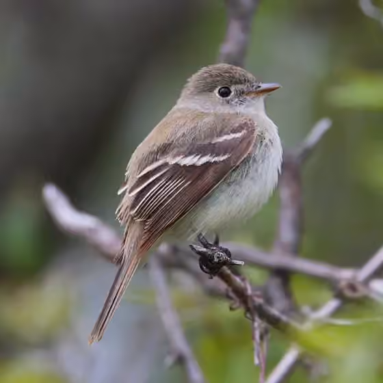 Dokumentasi Empidonax minimus