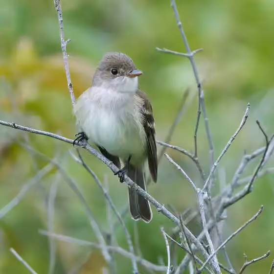 Dokumentasi Empidonax traillii