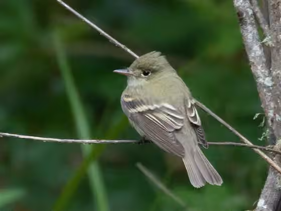 Dokumentasi Empidonax virescens