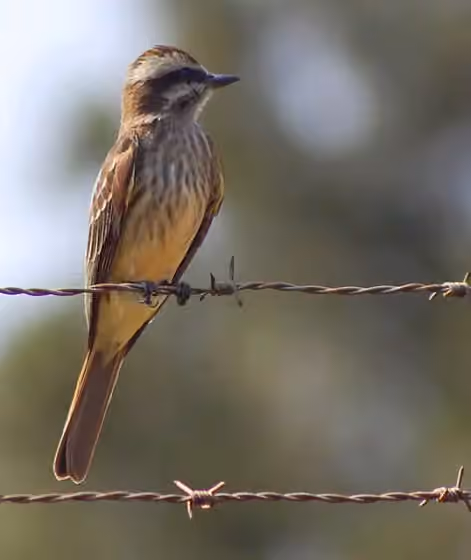 Dokumentasi Empidonomus varius