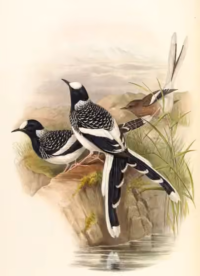 Ilustrasi Enicurus maculatus