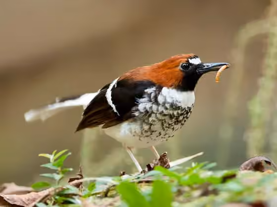 Dokumentasi Enicurus ruficapillus