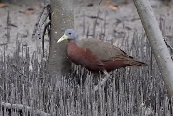 Dokumentasi Eulabeornis castaneoventris