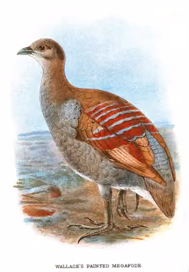 Ilustrasi Eulipoa wallacei