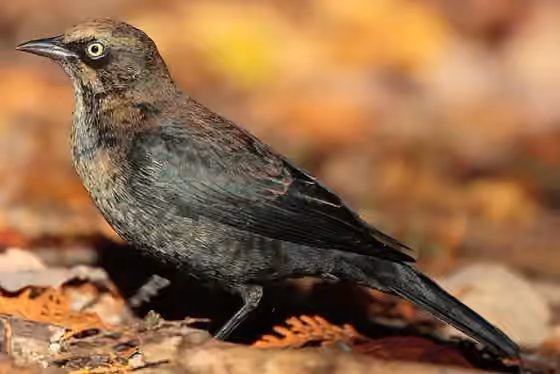 Dokumentasi Euphagus carolinus