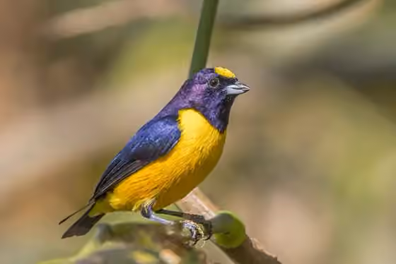 Dokumentasi Euphonia concinna