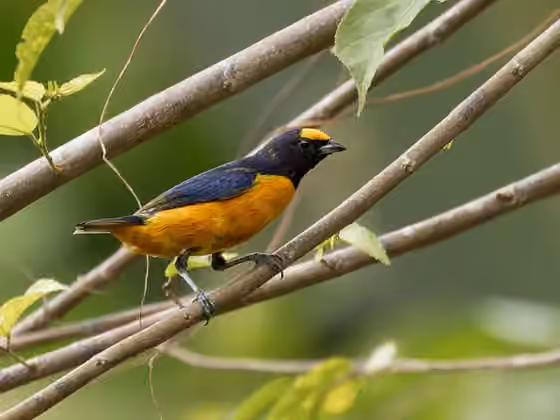 Dokumentasi Euphonia finschi