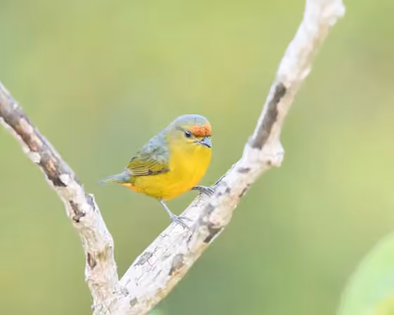 Dokumentasi Euphonia fulvicrissa
