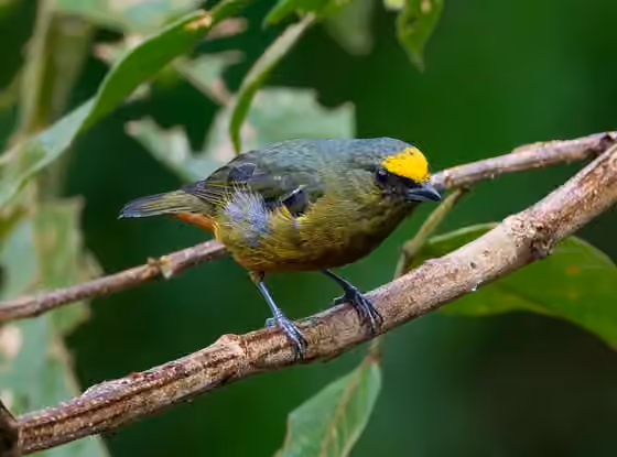 Dokumentasi Euphonia gouldi