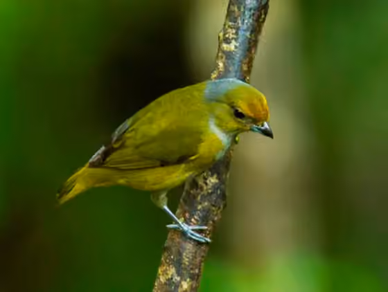 Dokumentasi Euphonia mesochrysa