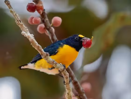 Dokumentasi Euphonia minuta