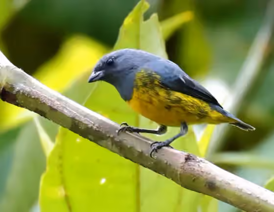 Dokumentasi Euphonia plumbea