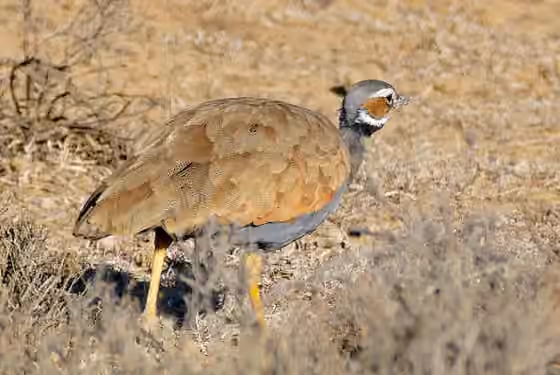 Dokumentasi Eupodotis caerulescens