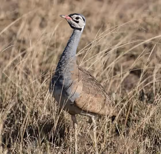 Dokumentasi Eupodotis senegalensis