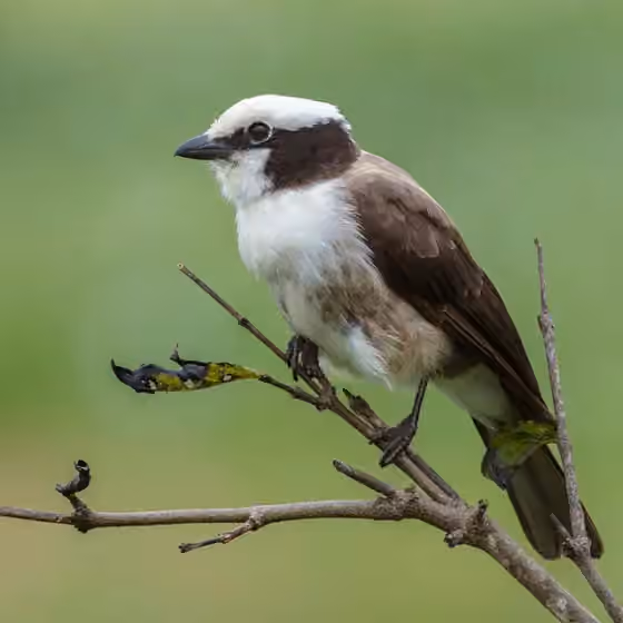 Dokumentasi Eurocephalus ruppelli