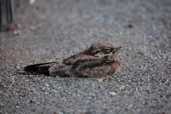 Dokumentasi Eurostopodus argus