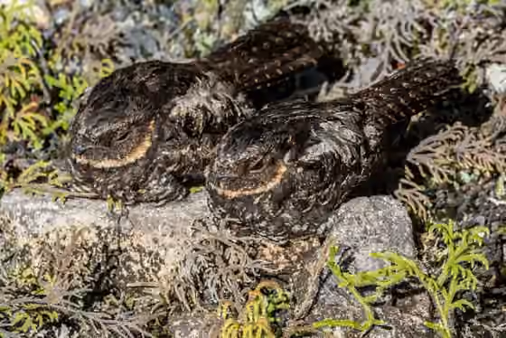 Dokumentasi Eurostopodus diabolicus