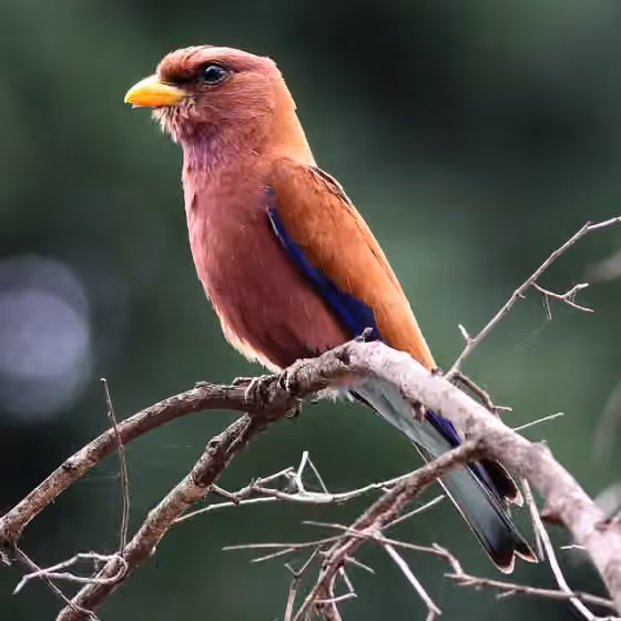 Dokumentasi Eurystomus glaucurus