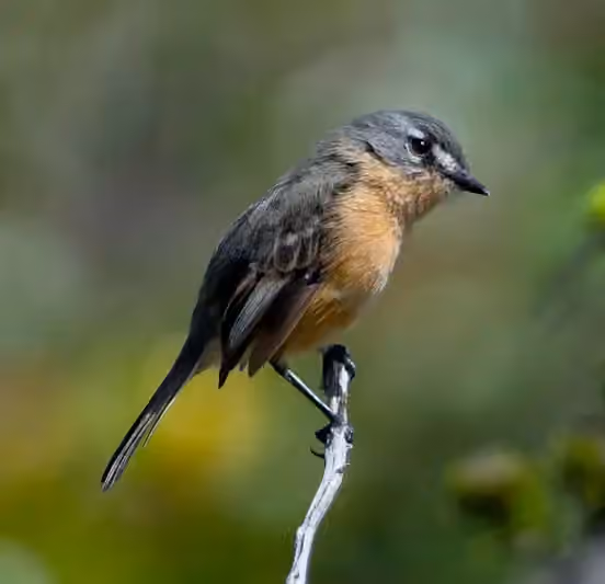 Dokumentasi Euscarthmus rufomarginatus