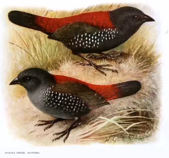Pelat ilustrasi Euschistospiza dybowskii dengan beberapa figur burung