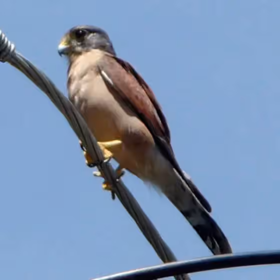 Dokumentasi Falco araeus