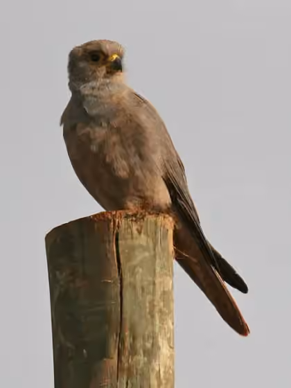Dokumentasi Falco ardosiaceus