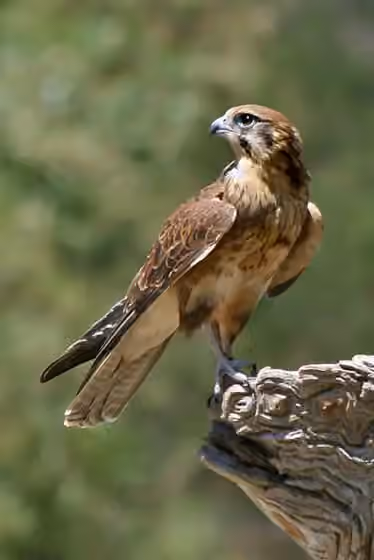 Dokumentasi Falco berigora