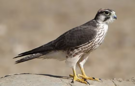 Dokumentasi Falco biarmicus