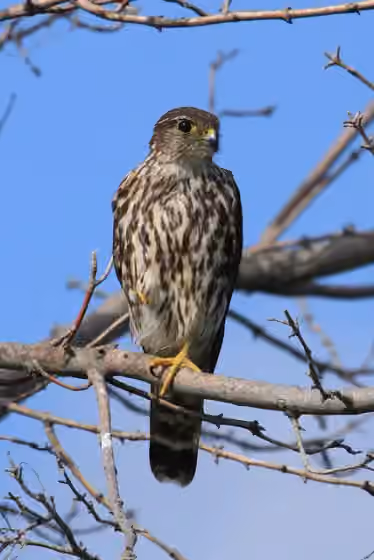 Dokumentasi Falco columbarius