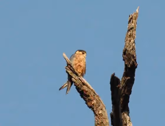 Dokumentasi Falco cuvierii