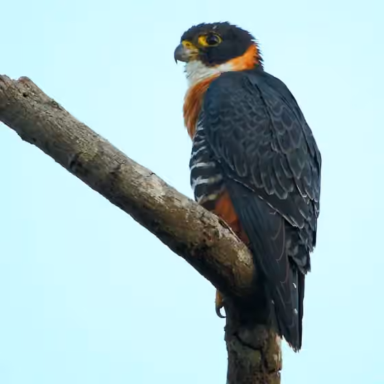Dokumentasi Falco deiroleucus