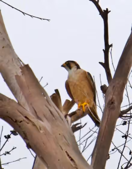 Dokumentasi Falco fasciinucha