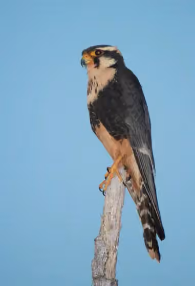 Dokumentasi Falco femoralis
