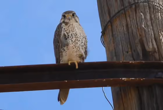 Dokumentasi Falco mexicanus