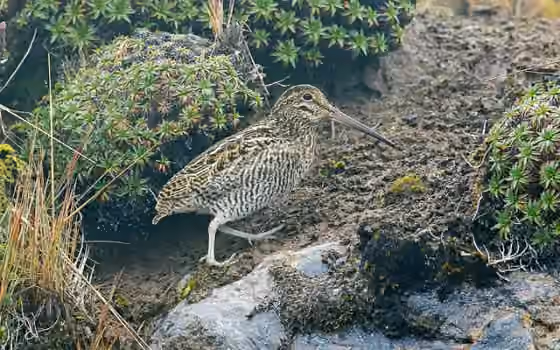 Dokumentasi Gallinago jamesoni