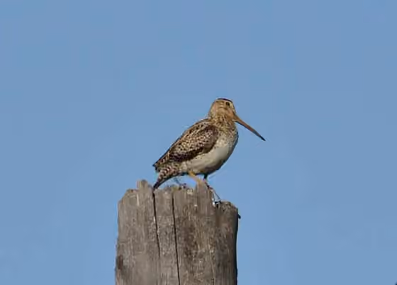 Dokumentasi Gallinago megala